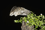Image. Eurasian Scops Owl