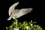 Image. Eurasian Scops Owl
