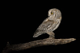 Image. Eurasian Scops Owl