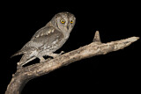 Image. Eurasian Scops Owl
