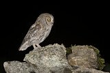 Image. Eurasian Scops Owl
