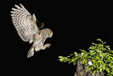 Image. Eurasian Scops Owl
