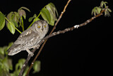Image. Eurasian Scops Owl