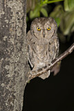 Image. Eurasian Scops Owl