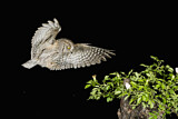 Image. Eurasian Scops Owl