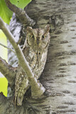 Image. Eurasian Scops Owl
