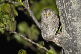 Image. Eurasian Scops Owl