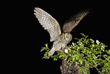 Image. Eurasian Scops Owl