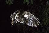 Image. Eurasian Scops Owl