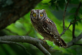 Image. Eurasian Scops Owl