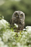 Image. Eurasian Scops Owl