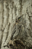 Image. Eurasian Scops Owl