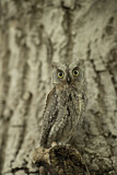 Image. Eurasian Scops Owl