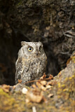 Image. Eurasian Scops Owl