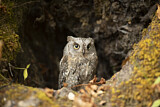 Image. Eurasian Scops Owl