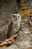 Image. Eurasian Scops Owl