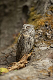 Image. Eurasian Scops Owl