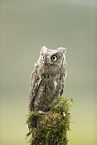 Image. Eurasian Scops Owl
