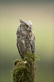 Image. Eurasian Scops Owl