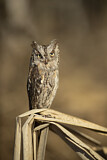 Image. Eurasian Scops Owl