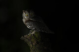 Image. Eurasian Scops Owl