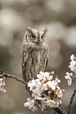 Image. Eurasian Scops Owl