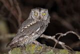 Image. Eurasian Scops Owl