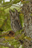 Image. Eurasian Scops Owl
