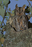 Image. Eurasian Scops Owl