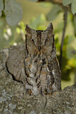 Image. Eurasian Scops Owl