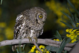 Image. Eurasian Scops Owl