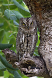 Image. Eurasian Scops Owl