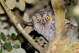 Image. Eurasian Scops Owl