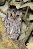 Image. Eurasian Scops Owl