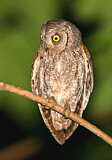 Image. Eurasian Scops Owl