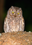 Image. Eurasian Scops Owl