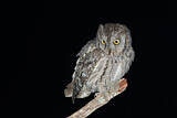 Image. Eurasian Scops Owl