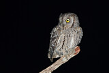 Image. Eurasian Scops Owl