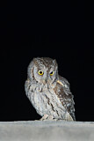 Image. Eurasian Scops Owl