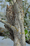 Image. Eurasian Scops Owl
