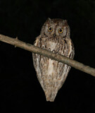 Image. Eurasian Scops Owl