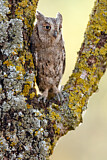 Image. Eurasian Scops Owl