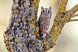 Image. Eurasian Scops Owl