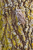 Image. Eurasian Scops Owl