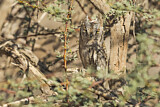 Image. Eurasian Scops Owl