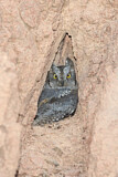 Image. Eurasian Scops Owl