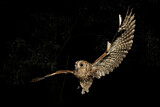 Image. Eurasian Scops Owl