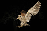 Image. Eurasian Scops Owl
