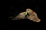 Image. Eurasian Scops Owl