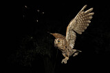 Image. Eurasian Scops Owl
